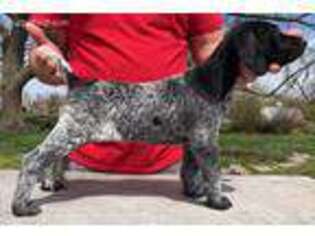 German Shorthaired Pointer Puppy for sale in Neosho, MO, USA