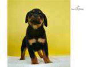 Rottweiler Puppy for sale in Fort Wayne, IN, USA