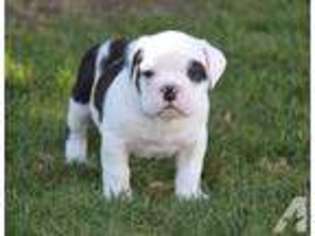Bulldog Puppy for sale in MENIFEE, CA, USA