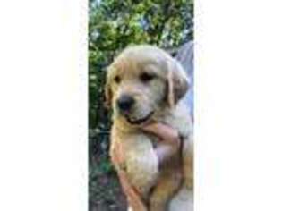 Golden Retriever Puppy for sale in Caledonia, MS, USA