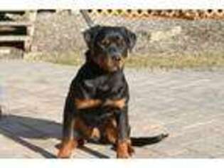 Rottweiler Puppy for sale in Middle Island, NY, USA