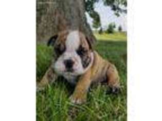 Bulldog Puppy for sale in Clinton, WI, USA