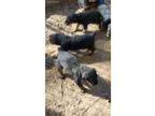 Airedale Terrier Puppy for sale in Gore, OK, USA