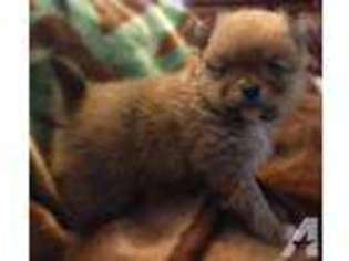 Pomeranian Puppy for sale in MANITOWOC, WI, USA