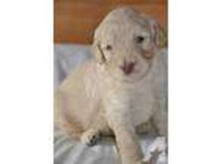 Labradoodle Puppy for sale in HAVELOCK, NC, USA
