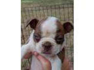 Boston Terrier Puppy for sale in Morris, OK, USA