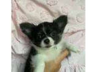 Chihuahua Puppy for sale in Lititz, PA, USA