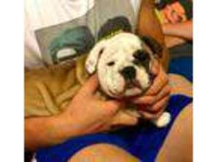 Bulldog Puppy for sale in Unityville, PA, USA