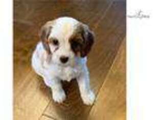 Cavapoo Puppy for sale in Eugene, OR, USA