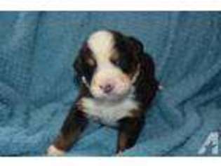 Bernese Mountain Dog Puppy for sale in LILLY, PA, USA