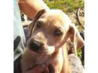 Great Dane Puppy for sale in Wyandotte, OK, USA