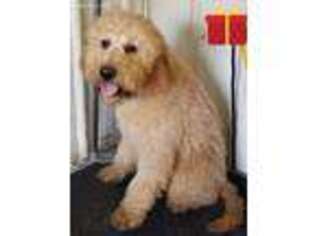 Goldendoodle Puppy for sale in Standish, MI, USA