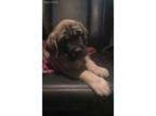 Mastiff Puppy for sale in Washington, IA, USA
