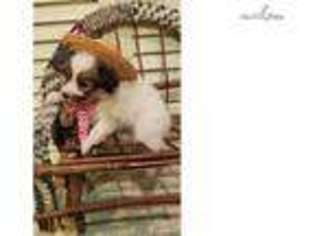 Papillon Puppy for sale in Houston, TX, USA