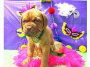 American Bull Dogue De Bordeaux Puppy for sale in Middleburg, FL, USA