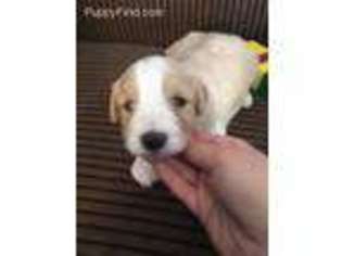 Cavachon Puppy for sale in Warren, MI, USA