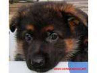 German Shepherd Dog Puppy for sale in La Grange, MO, USA