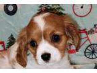 Cavalier King Charles Spaniel Puppy for sale in Kirksville, MO, USA