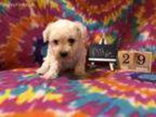 Bichon Frise Puppy for sale in Lawton, IA, USA