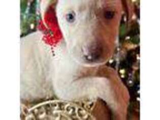 Labrador Retriever Puppy for sale in Concord, NC, USA