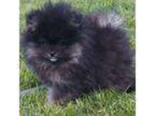 Pomeranian Puppy for sale in Epsom, NH, USA