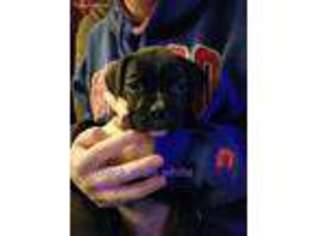 Boxer Puppy for sale in Wonder Lake, IL, USA