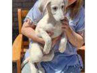German Shepherd Dog Puppy for sale in Benson, AZ, USA