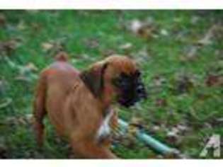 Boxer Puppy for sale in COLOGNE, VA, USA
