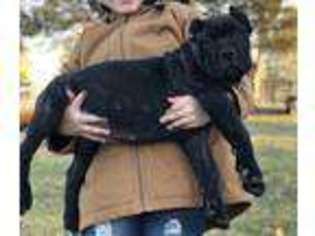 Mastiff Puppy for sale in Foley, MO, USA