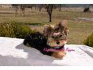 Yorkshire Terrier Puppy for sale in Howe, OK, USA