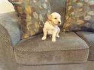 Golden Retriever Puppy for sale in Graham, WA, USA