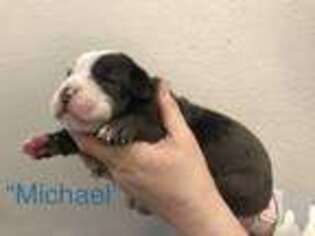 Olde English Bulldogge Puppy for sale in Albany, OR, USA