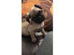 Pug Puppy for sale in Bronx, NY, USA