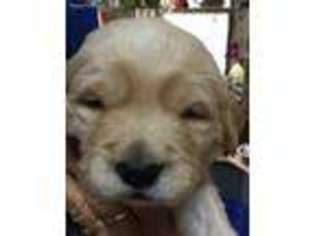Golden Retriever Puppy for sale in Ashville, NY, USA