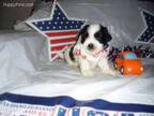 Lhasa Apso Puppy for sale in Altoona, PA, USA