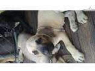 Mastiff Puppy for sale in Lecanto, FL, USA