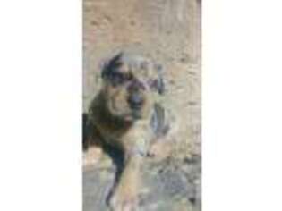 Catahoula Leopard Dog Puppy for sale in Delta, CO, USA