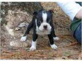 French Bulldog Puppy for sale in Brea, CA, USA