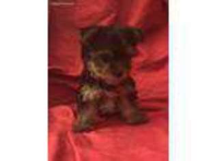 Yorkshire Terrier Puppy for sale in Flintstone, GA, USA