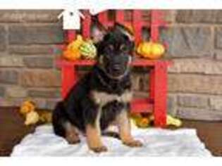 German Shepherd Dog Puppy for sale in Christiana, PA, USA