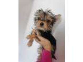 Yorkshire Terrier Puppy for sale in Carlsbad, CA, USA