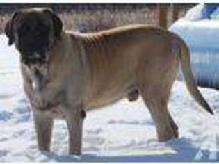 Mastiff Puppy for sale in BROOKVILLE, IN, USA