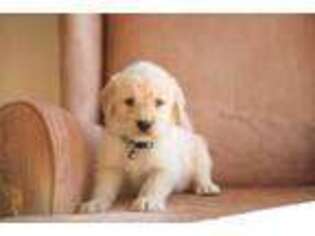 Labradoodle Puppy for sale in Covington, GA, USA