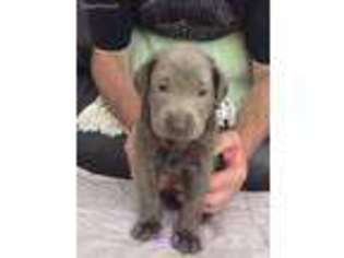 Labrador Retriever Puppy for sale in Shelbiana, KY, USA
