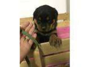 Rottweiler Puppy for sale in Christmas Valley, OR, USA