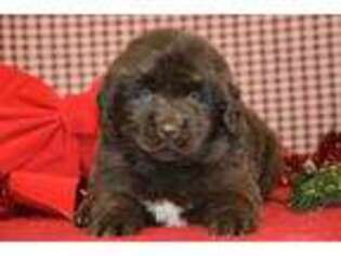 Newfoundland Puppy for sale in Lewisburg, PA, USA