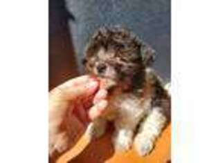 Mal-Shi Puppy for sale in Bluefield, VA, USA
