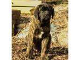 Mastiff Puppy for sale in Lititz, PA, USA