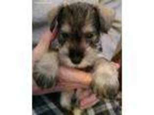 Mutt Puppy for sale in Lorraine, NY, USA