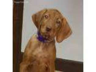 Vizsla Puppy for sale in Shelby Township, MI, USA